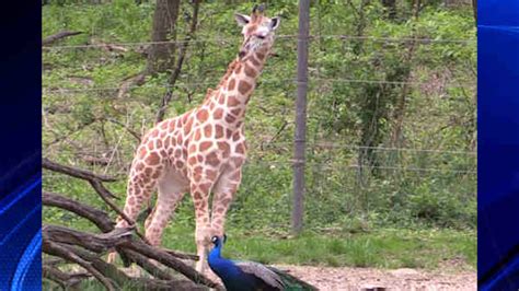 Bronx Zoo Welcomes Baby Giraffe Calf Abc7 New York
