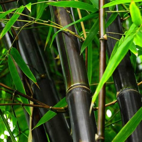 The Beauty Of Black Bamboo Hubpages