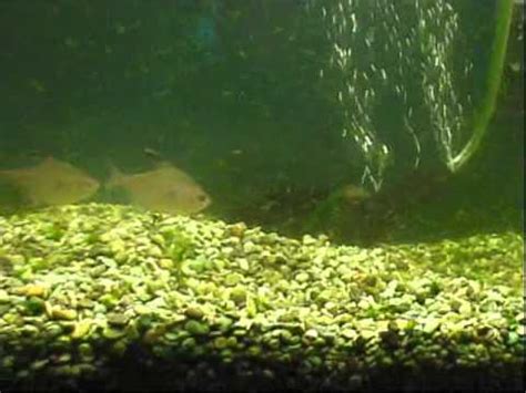 Magnetic aquarium fish tank glass algae glass and acrylic cleaner. Cleaning Algae from 30gal fish tank - YouTube