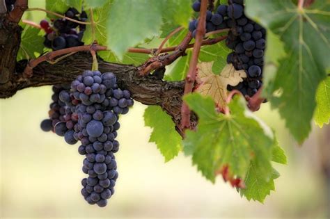 Partes De La Uva Para La Elaboración Del Vino Vins Pagès