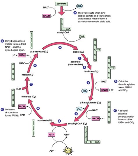 The Krebs Cycle The Second Step Of Aerobic Cellular Respiration Biology