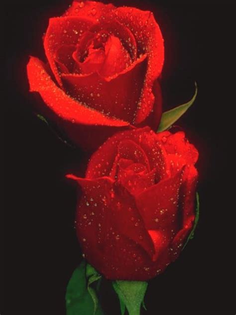 Roses Red Free Stock Photo Two Red Roses Isolated On A Black