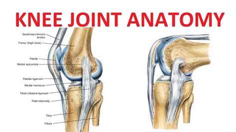 Knee Joint Anatomy Complete Youtube