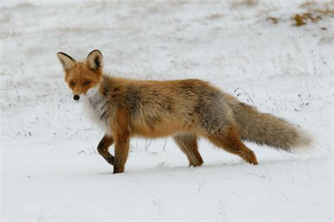 Where Do Foxes Live Joy Of Animals