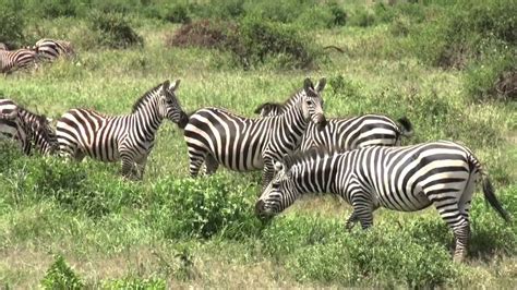 The Wildlife In The Amboseli National Park Kenya Youtube