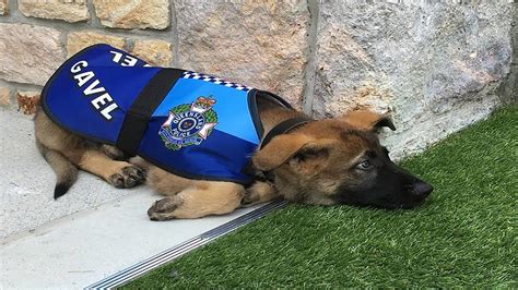 Police Dog That Gets Fired For Being ‘too Friendly Ends Up With A