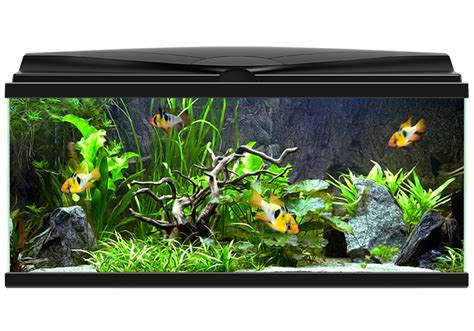 Real Fish Tank Aquarium Transparent Png Png Mart