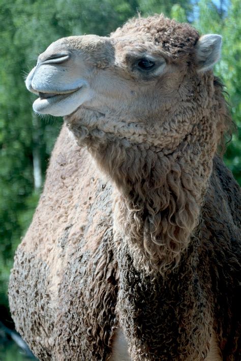 Dromedary Camel Animal Arabian Free Photo On Pixabay Pixabay