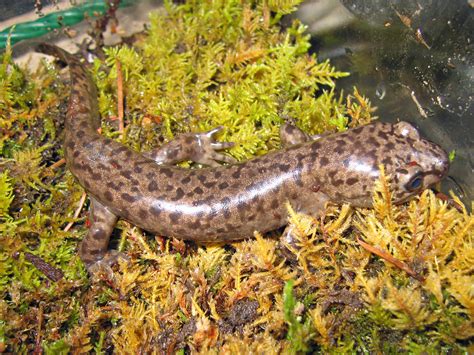 The larch mountain salamander is one of the lungless salamanders that has to breathe through its skin. File:Coastal Giant Salamander, Dicamptodon tenebrosus.jpg ...