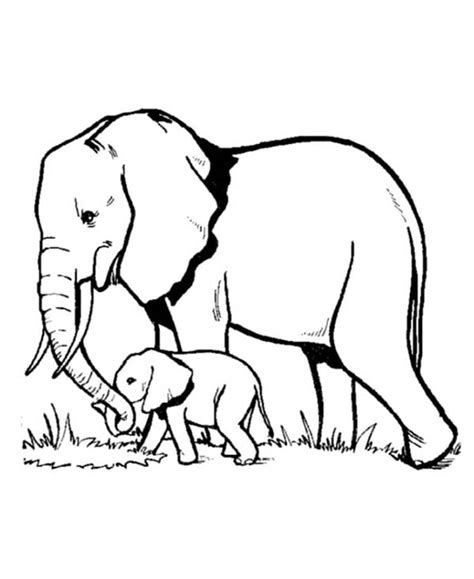 Elephant and Baby Elephant Looking for Fresh Grass Coloring Page NetArt