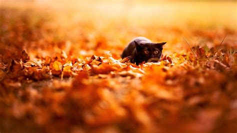 Wallpaper Sunlight Fall Leaves Cat Animals Depth Of Field