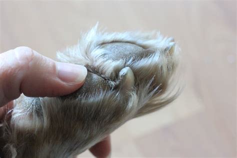 How To Care For A Dogs Sore Paw Cuteness
