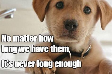 Sadly True Dog Sympathy Dog Quotes Animals Beautiful