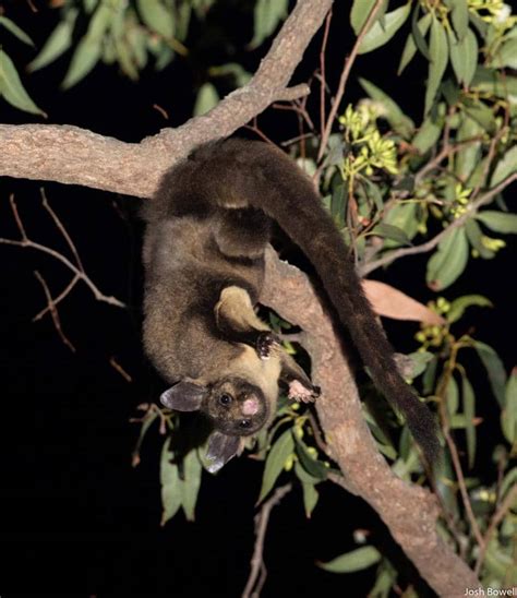 Yellow Bellied Glider Scream It From The Tree Tops