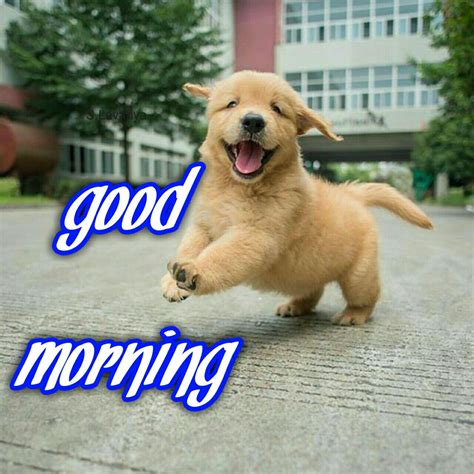 Cute Good Morning Images With Animals Wisdom Good Morning Quotes