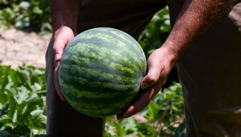 Comment savoir si une pastèque est mûre 10 méthodes inratables pour