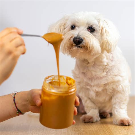 What Does Peanut Butter Do To Dogs Atelier Yuwaciaojp