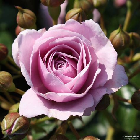 Buy Nautica ® Floribunda Rose Agel Rosen
