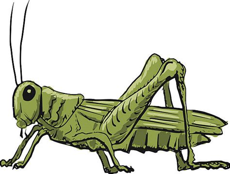 Clipart Cricket Bug 20 Free Cliparts Download Images On Clipground 2023