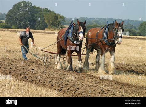 Shire Horse Two Adults Working Pulling Plough West Grinsted