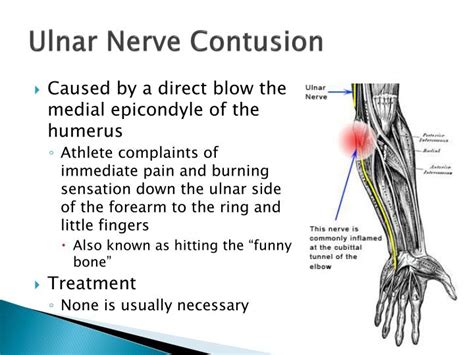 Ppt The Elbow Wrist And Hand Powerpoint Presentation Id3067717