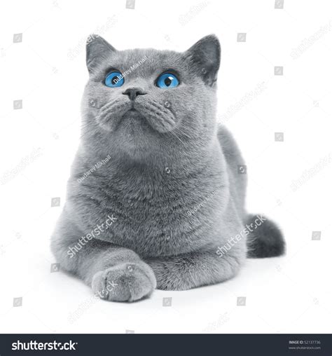 Cat Blue British With Blue Eyes Isolated On White Stock
