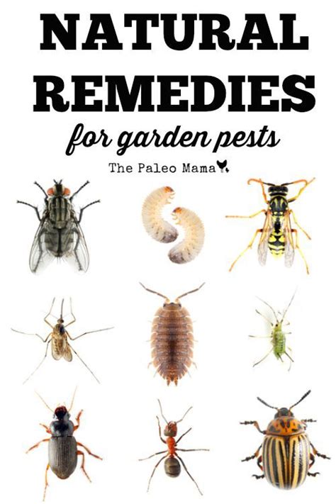 Gardens Here A List Of The 12 Most Common Insects Found In Home Gardens And Some Natural