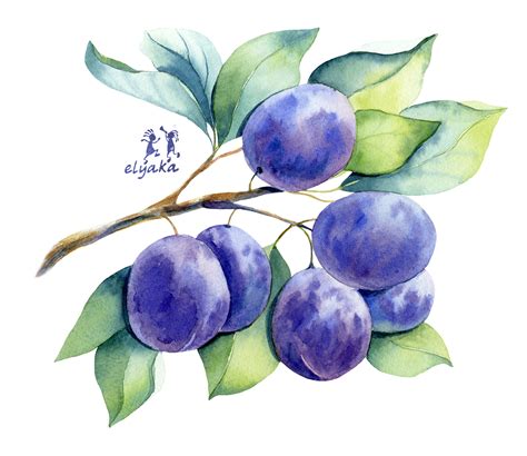 Watercolor Fruits And Berries On Behance