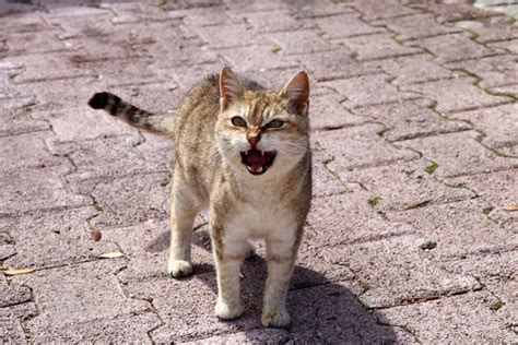 Why Do Cats Howl Vet Approved Reasons And What To Do Catster