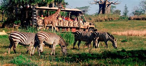 Disney's Animal Kingdom CHEAP TICKETS | Park Hours, Insider Info