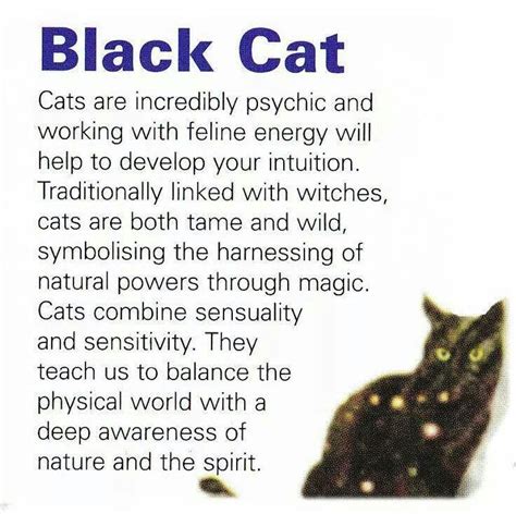 Spiritual Meaning Of Black Cats In Dreams Elenora Huey