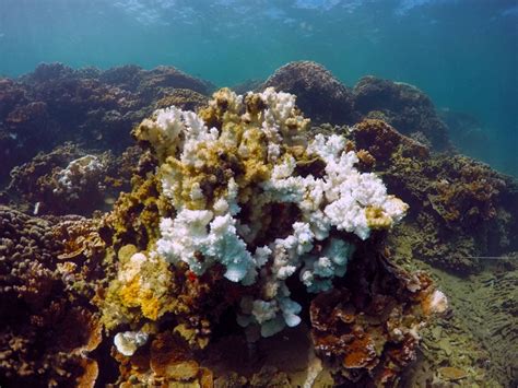 Scientists Tinker With Evolution To Save Hawaii Coral Reefs Inquirer