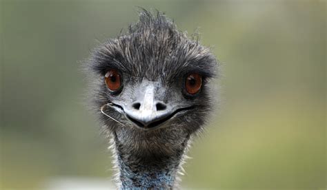 What Does An Emu Have To Do With Insurance Btp Unite