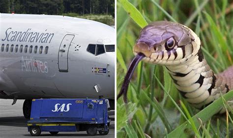 Snake On A Plane Shock As Slithery Tourist Sneaks On Board Passenger