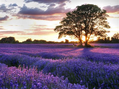 Delightful Lavender Fields United Kingdom World For Travel