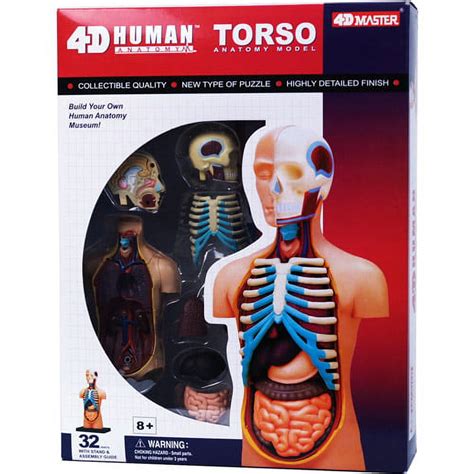 4d Vision Human Torso Anatomy Model