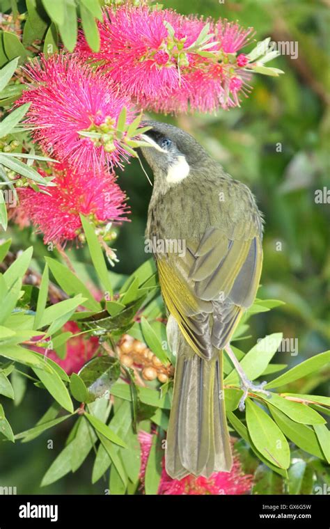 A Lewins Honeyeater Eating Nectar From Pink Flowers Stock Photo Alamy