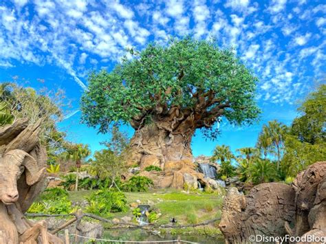 Photos A Trail In Disneys Animal Kingdom Is Currently Under
