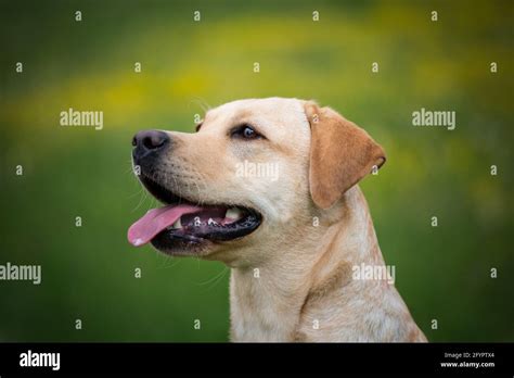Yellow Labrador Retriever Stock Photo Alamy
