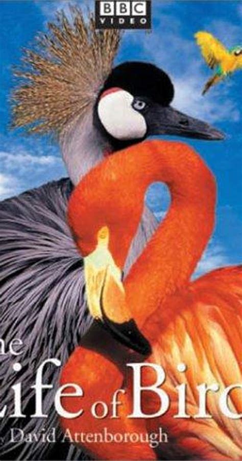 The Life Of Birds Tv Series 1998 Imdb