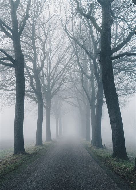 5k Free Download Road Fog Trees Nature Hd Phone Wallpaper Peakpx