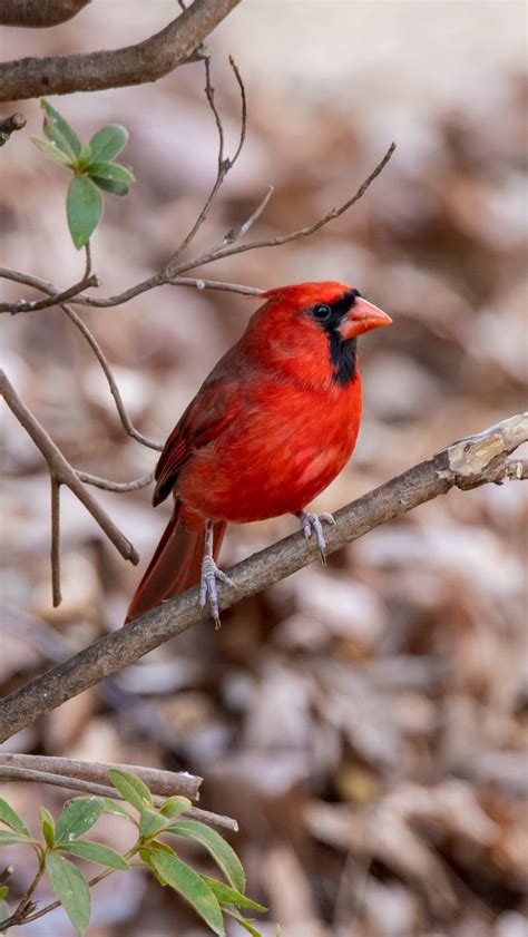 Download Wallpaper 800x1420 Red Cardinal Bird Wildlife Iphone Se5s