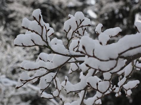 Free Images Tree Branch Snow White Frost Ice Weather Season