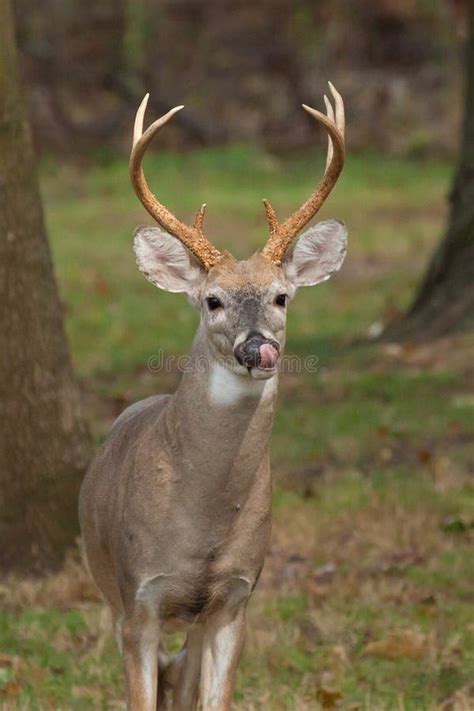 Whitetailed Deer Buck Stock Image Image Of Buck Outdoors 77682545