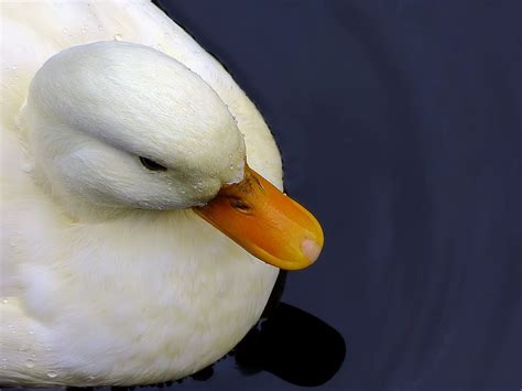 White Duck With Yellow Beak Photo And Image Animals Wildlife Birds
