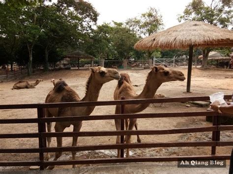 A'famosa safari wonderland by mohd azli abdul malek. 2D1N: A' Famosa Melaka: Safari Wonderland | Safari, Animal ...