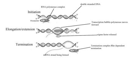 The Stages Of Transcription Are Initiation Elongation And Termination Draw A Representation