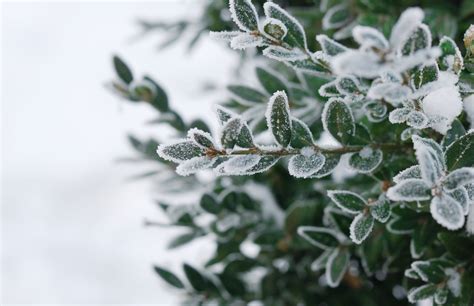 Winter Tree Protection How To Protect Trees And Shrubs This Winter