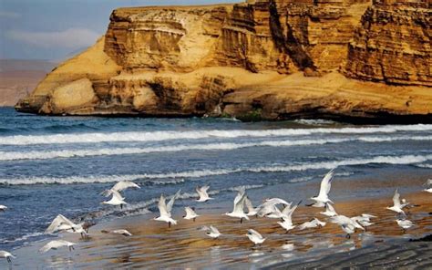 Reserva Nacional De Paracas Historia ¿como Llegar