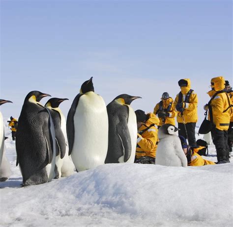 Antarktis: Touristen gefährden die letzten unberührten ...